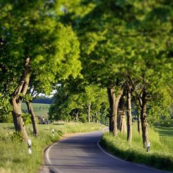 Empty road along trees