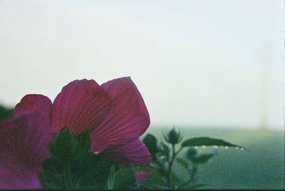 Close-up of red flowers