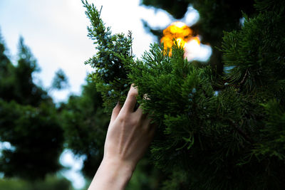 Low angle view of hand on tree against sky