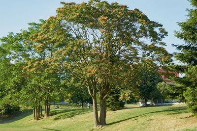 Trees in park