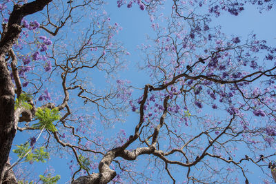 Low angle view of trees against clear sky