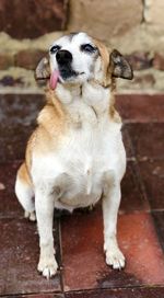 A old happy dog found in a house near cota, cundinamarca