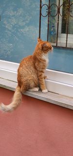 Cat sitting on a window