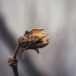 Close-up of wilted plant