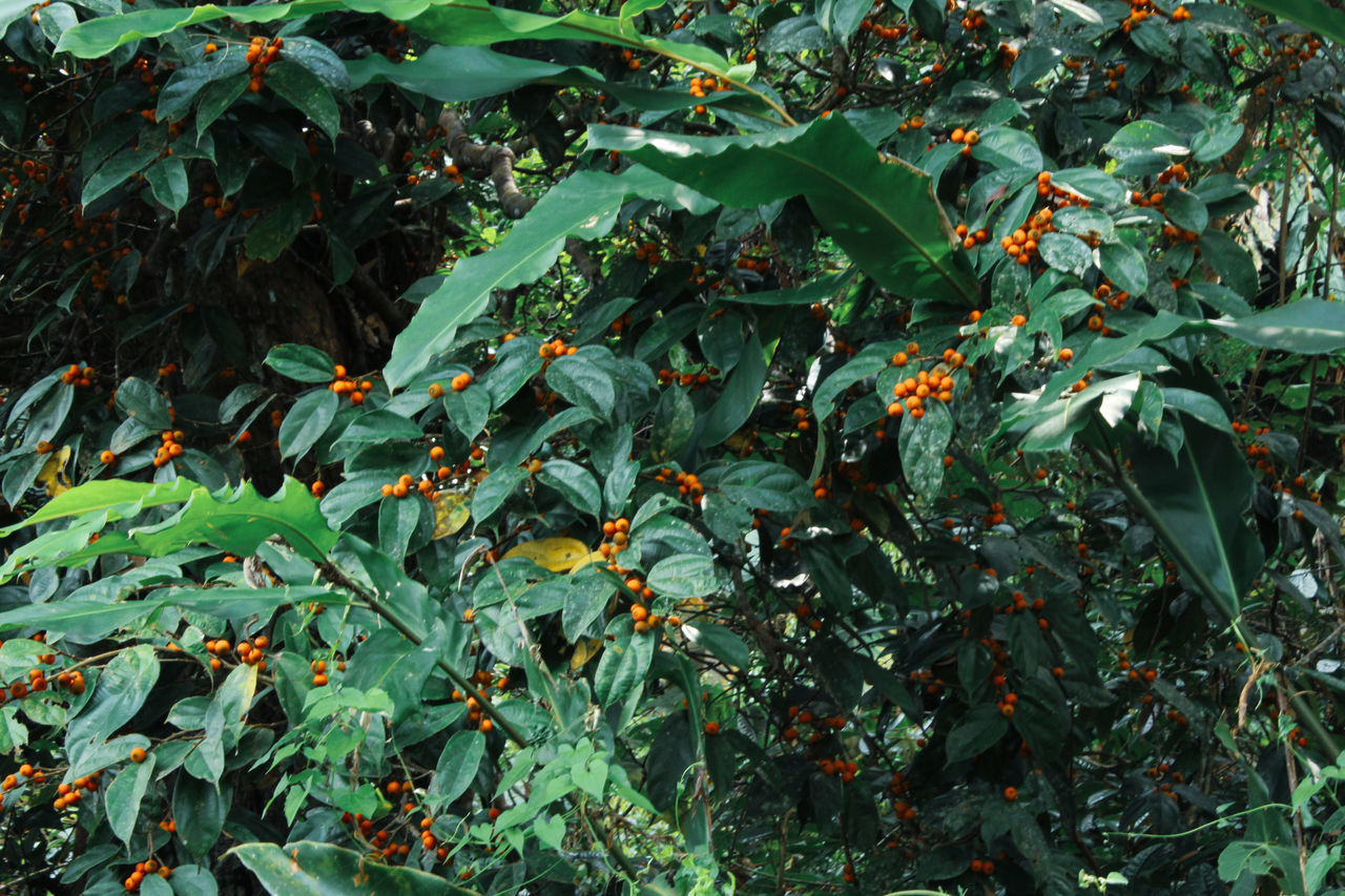 CLOSE-UP OF FRUIT GROWING ON TREE