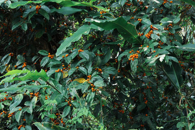 Close-up of fruits growing on tree