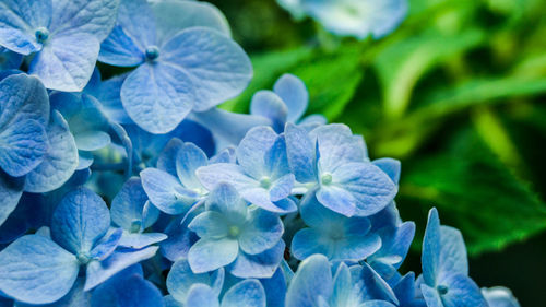Close-up of purple flowers