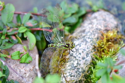 Close-up of grasshopper