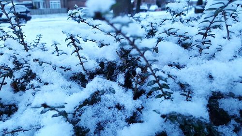 Close-up of frozen tree during winter