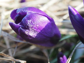 Close-up of purple crocus blooming outdoors