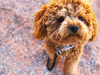 Close-up portrait of dog