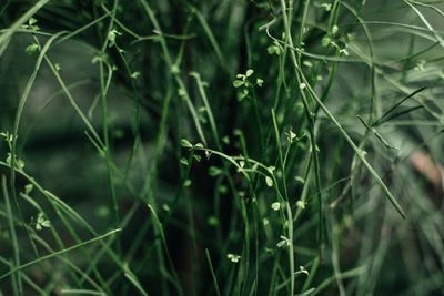 Wild tropical plants. natural exotic green background