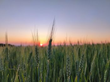 View of wheat field against sky during sunset