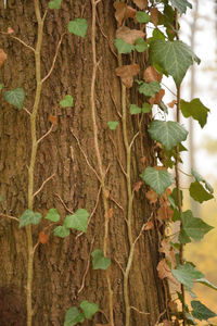 Close-up of ivy growing on tree