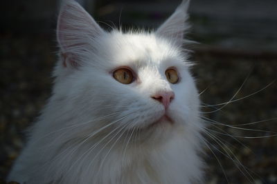 Close-up portrait of white cat