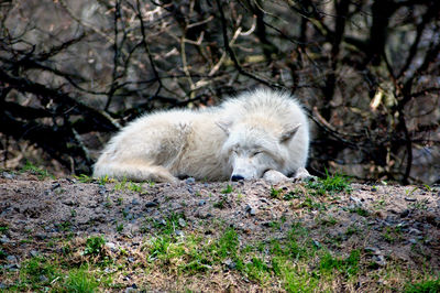 White wolf sleeping on the ground.