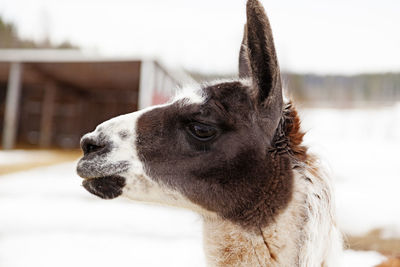 Adult llama in profile on a farm in winter