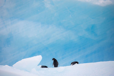 View of birds on snow covered landscape