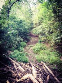 Trees growing in a park