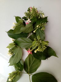 Close-up of potted plant