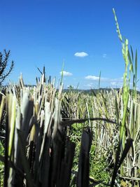 Crops growing on field