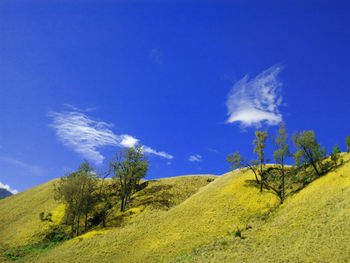 Trees on field against blue sky