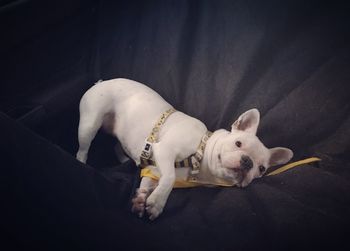 High angle view of dog lying on floor