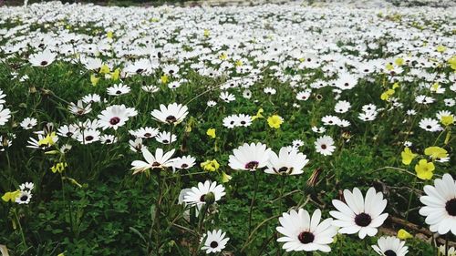 Close-up of white flowers blooming in field