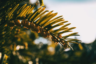 Close-up of yellow leaves