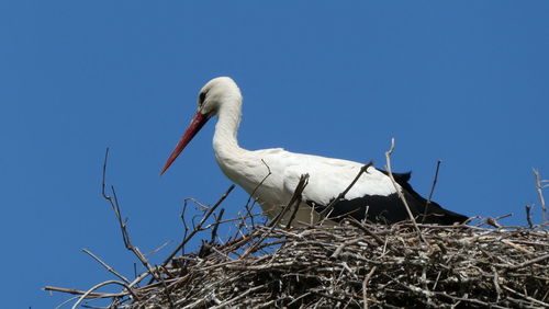 white stork