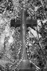 Plants growing on tree