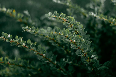 Close-up of fresh green plant