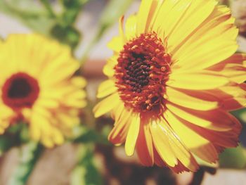 Close-up of yellow flower blooming outdoors