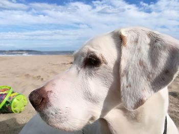 Close-up of a dog on beach