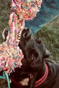 Close-up of dog looking at camera