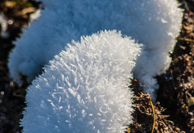 Close-up of snow on plants