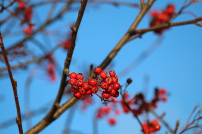 Low angle view of cherries on tree against sky