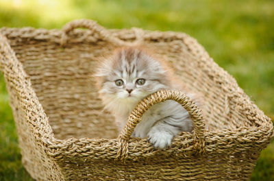 Close-up portrait of cute cat in basket