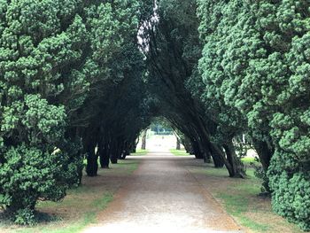 Footpath amidst trees in park