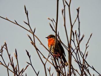 Low angle view of bird perching on branch against sky