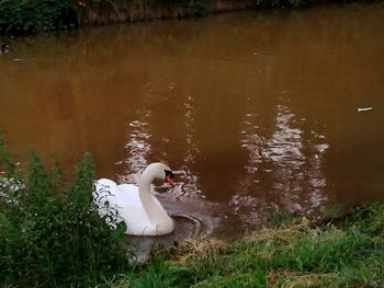 Swan swimming on lake