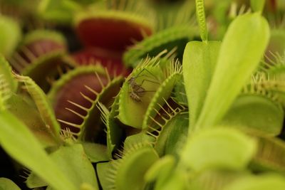 Full frame shot of venus flytrap plants