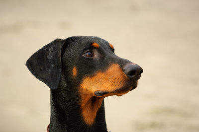 Close-up of doberman pinscher on street