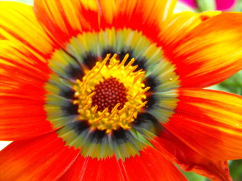 Close-up of yellow flower