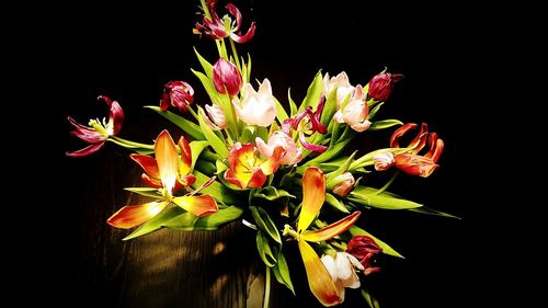 Close-up of flowers against black background