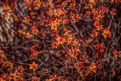 Close-up of maple leaves on branch during autumn