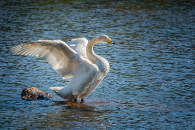 Swan with spread wings on lake