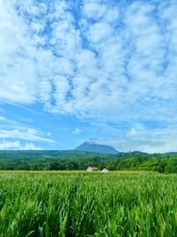 Scenic view of agricultural field against sky