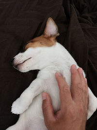 Midsection of woman with dog