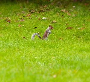 Full length of bird on field